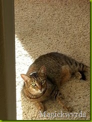 Blog tasha