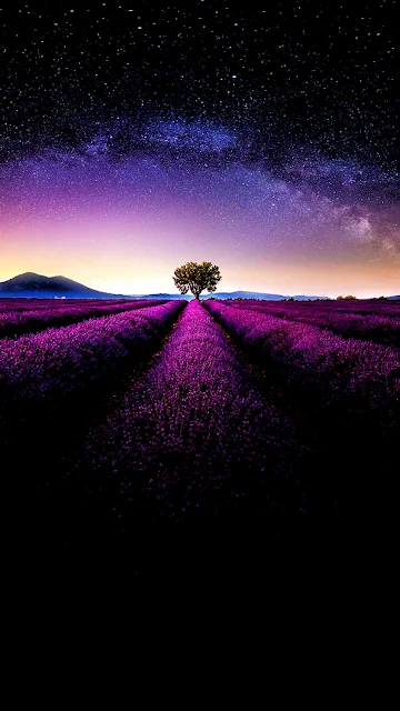 HD Wallpaper: vast field filled with vibrant purple flowers, tree, night sky, Milky Way, captivating harmony