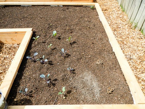 planting sunchokes