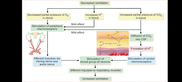 Central Chemoreceptors & Peripheral Chemoreceptors