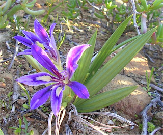 Babiana   sambucina