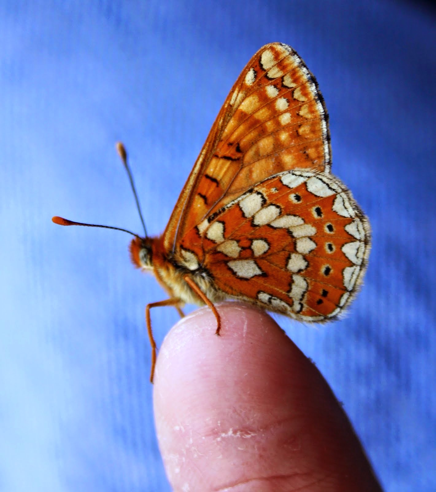 Eupydryas aurina