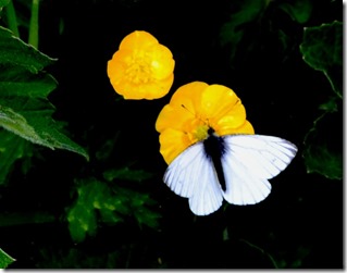 2a green-veined white by towpath