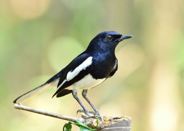 makanan burung kacer,pakan burung kacer,efek burung sering dikerodong,cara menjinakkan kacer,cara menjinakan kacer,cara merawat burung kacer,makanan kacer,makanan kacer agar rajin bunyi,cara merawat kacer biar gacor,kacer giras sebaiknya dikerodong atau tidak,cara merawat kacer,cara merawat kacer rumahan agar rajin bunyi,perawatan kacer tipe dingin,setingan jangkrik untuk kacer rumahan,cara menjinakkan burung kacer,cara merawat kacer bahan,makanan burung kacer biar gacor,vitamin buat kacer biar ngeplong,kacer tipe dingin,perawatan kacer