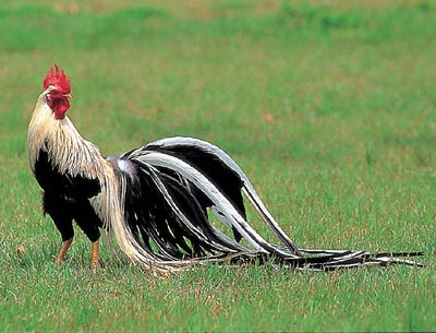 gallo extraño de color negro y un gran cuello de un criadero desconocido