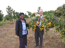 Tangarine Orchard