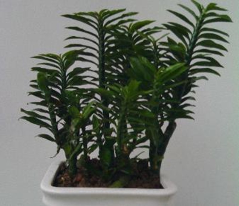 clip_image001