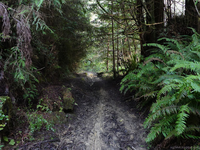 very muddy trail among bigger ferns