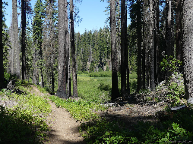 more meadow