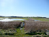 Flooded marshes at Iken