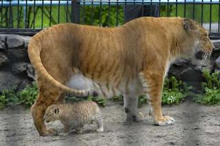 Liger - Hybrid cross between a Male Lion and a Tigress