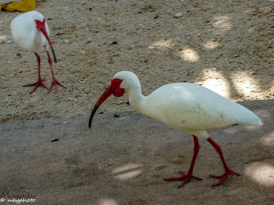 White Ibis in the sand