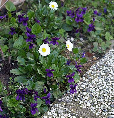 La bordura delle viole. Foto di Andrea Mangoni.