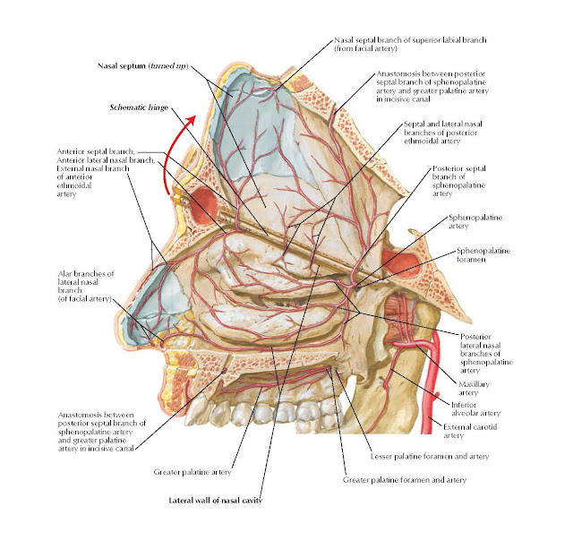 Arteries of Nasal Cavity: Bony Nasal Septum Turned Up ANATOMY