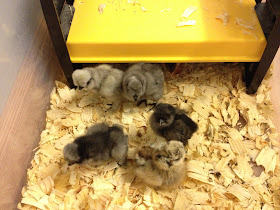 chicks under brinsea ecoglow