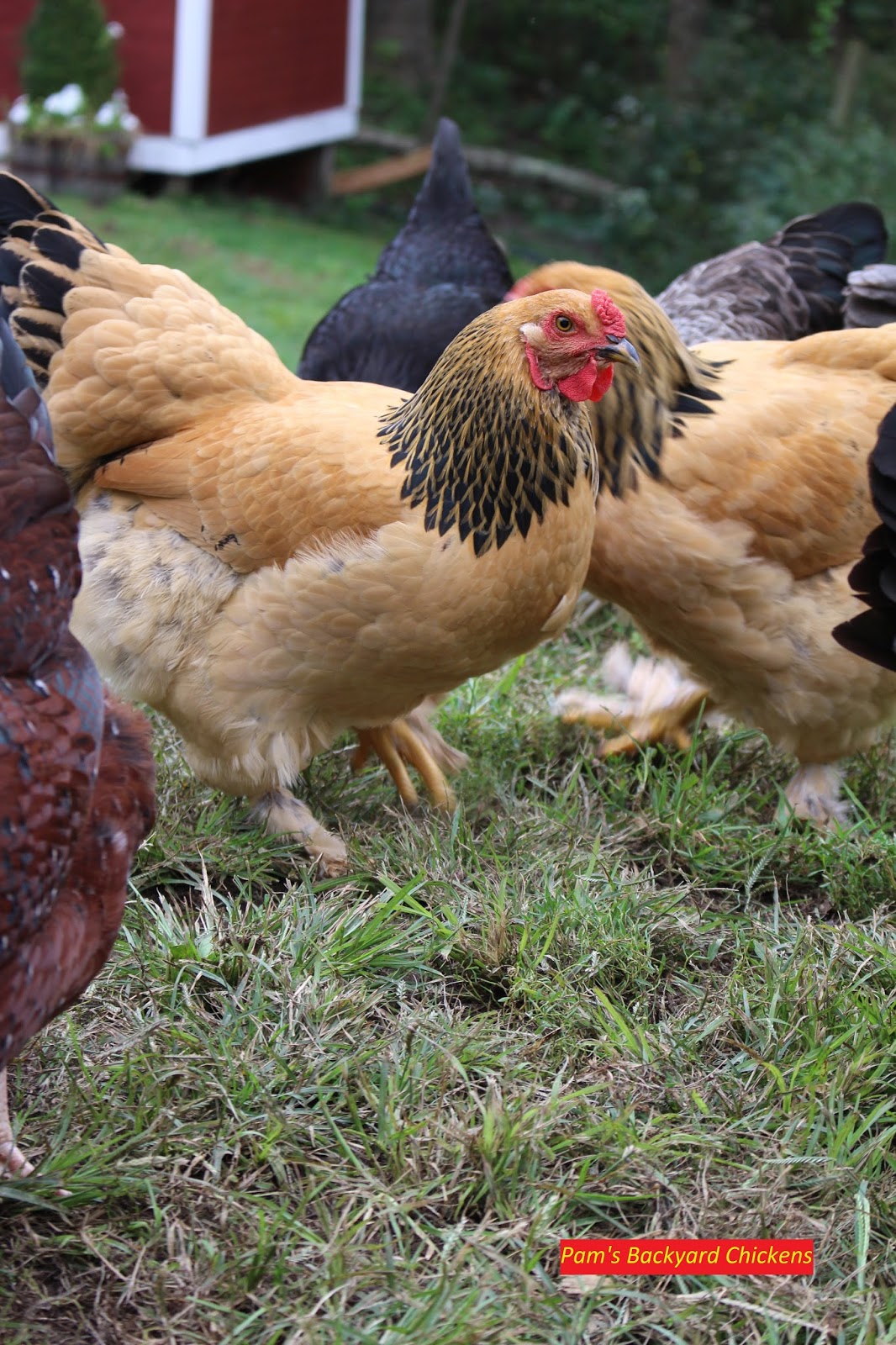 Pams Backyard Chickens The Veterinary Feed Directive And Its