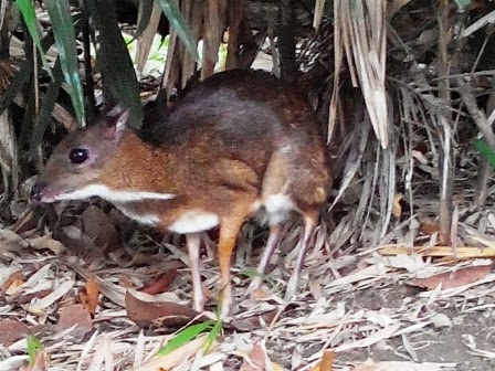 Lamanpahang: Sang Kancil di Zoo Teruntum Kuantan, Pahang 