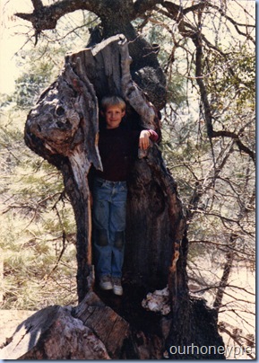 jeffintree