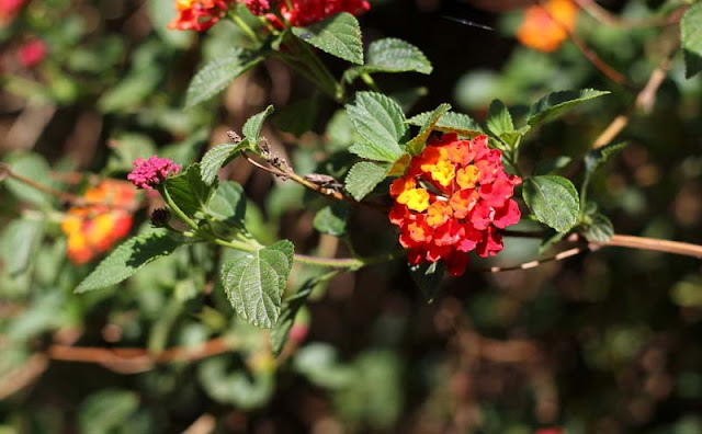 Lantana Flowers Pictures