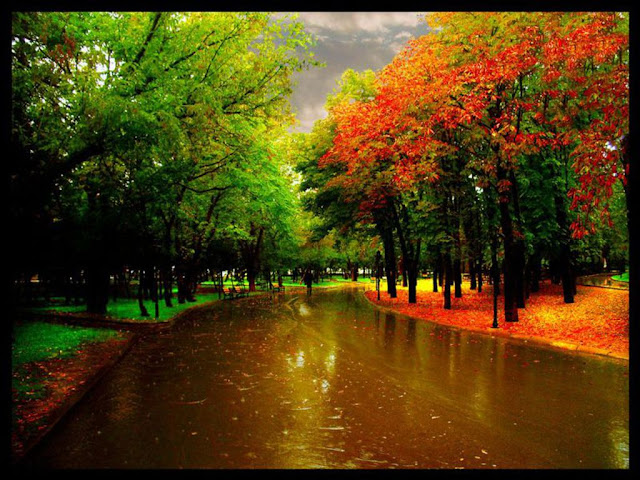 Autumn Rain6