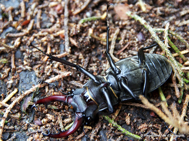 insecte : le lucane ou Cerf-Volant