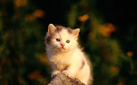 papel de parede gatinho em cima da pedra