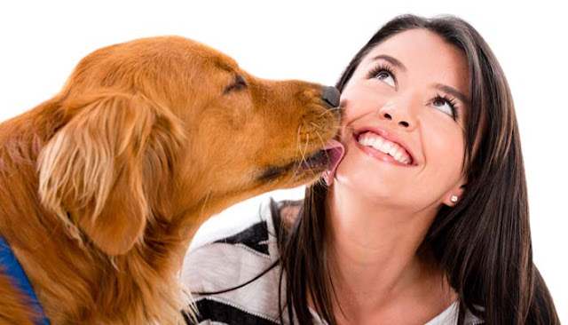 Why do dogs lick owners?