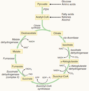 Krebs Cycle made easy, Krebs Cycle mnemonics, Krebs Cycle diagram, pyruvate carboxylase, tca cycle steps, tca cycle with structure.