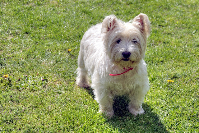 10-Most-Interesting-Terrier-Dog-Breeds