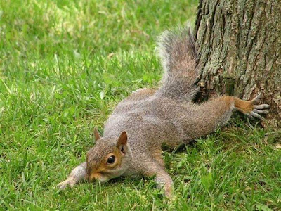 funny squirrels. Funny squirrels | Curious