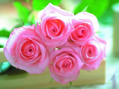 pink-roses-wallpaper.jpg (470×353)