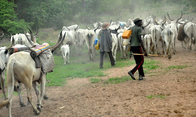 Leave our land, forests now within 2 months or be killed – Igbo group tells herdsmen