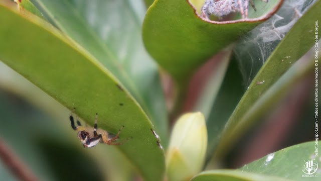 aranha familia Salticidae em registro maacro