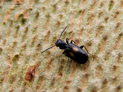 http://www.biodiversidadvirtual.org/insectarium/Microlestes-corticalis-Dufour-1820-img540254.html