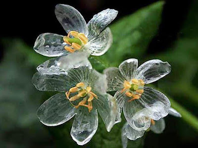 √完了しました！ 美しい 花 画像 267055-美しい 花 画像