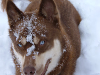 Husky with no swollen eyelids, snow on his face