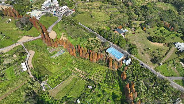 新竹橫山韓屋落羽松田趣基地500公尺落羽松，隱藏穿山甲巨獸