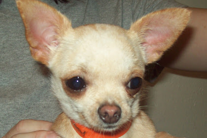 Chihuahua Chihuahua puppies