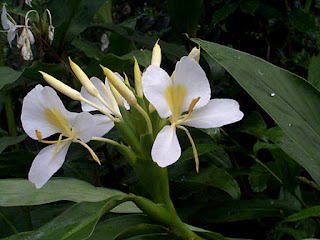  Tanaman gandasuli ialah tanaman yang berbunga yang sering kita jumpai berada disekitar k Manfaat dan Khasiat Tanaman Gandasuli (Hedychium Coronarium Koenig)