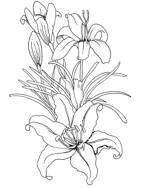 Free Printable Coloring Pages Swear Words Adult Coloring Pages Flowers  Prints And Colors