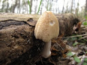 Coprinellus_doesticuss