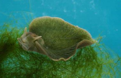 Elysia chlorotica