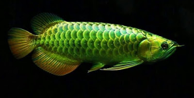 Ikan Arwana hijau