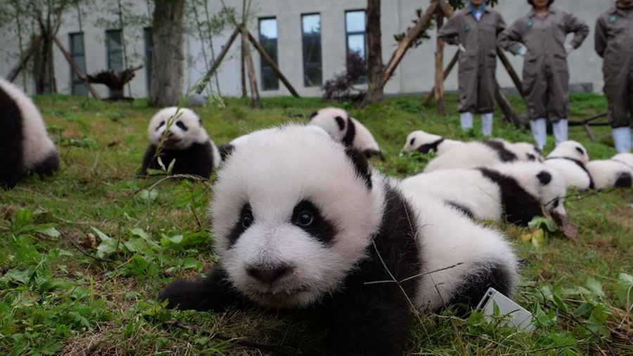  Foto  36 Anak  Panda  Panda  Lucu Yang Masih Kecil LIAT AJA