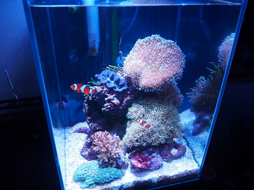 30センチ四方の海 ｔａｎｋｄａｔａ