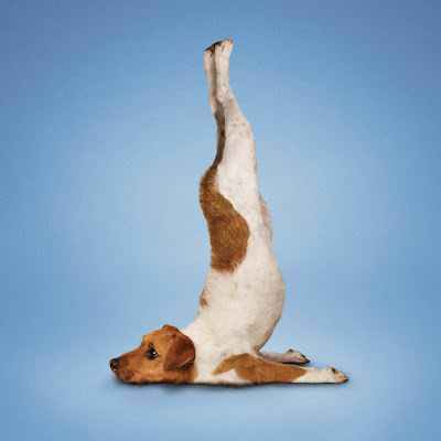 Hilarious Yoga Dogs Calendar Seen On www.coolpicturegallery.us