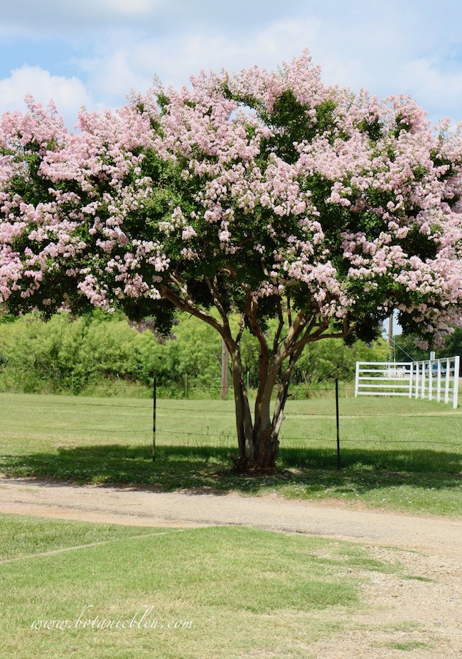 Crepe myrtle trees bloom best when pruned in winter