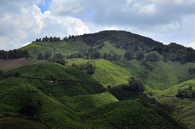 Bharat Tea 