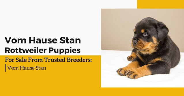 Rottweiler Puppies For Sale From Trusted Breeders