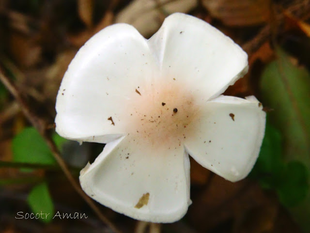 Amanita virosa